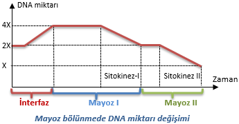 Mayoz bölünmede DNA miktarı değişimi
